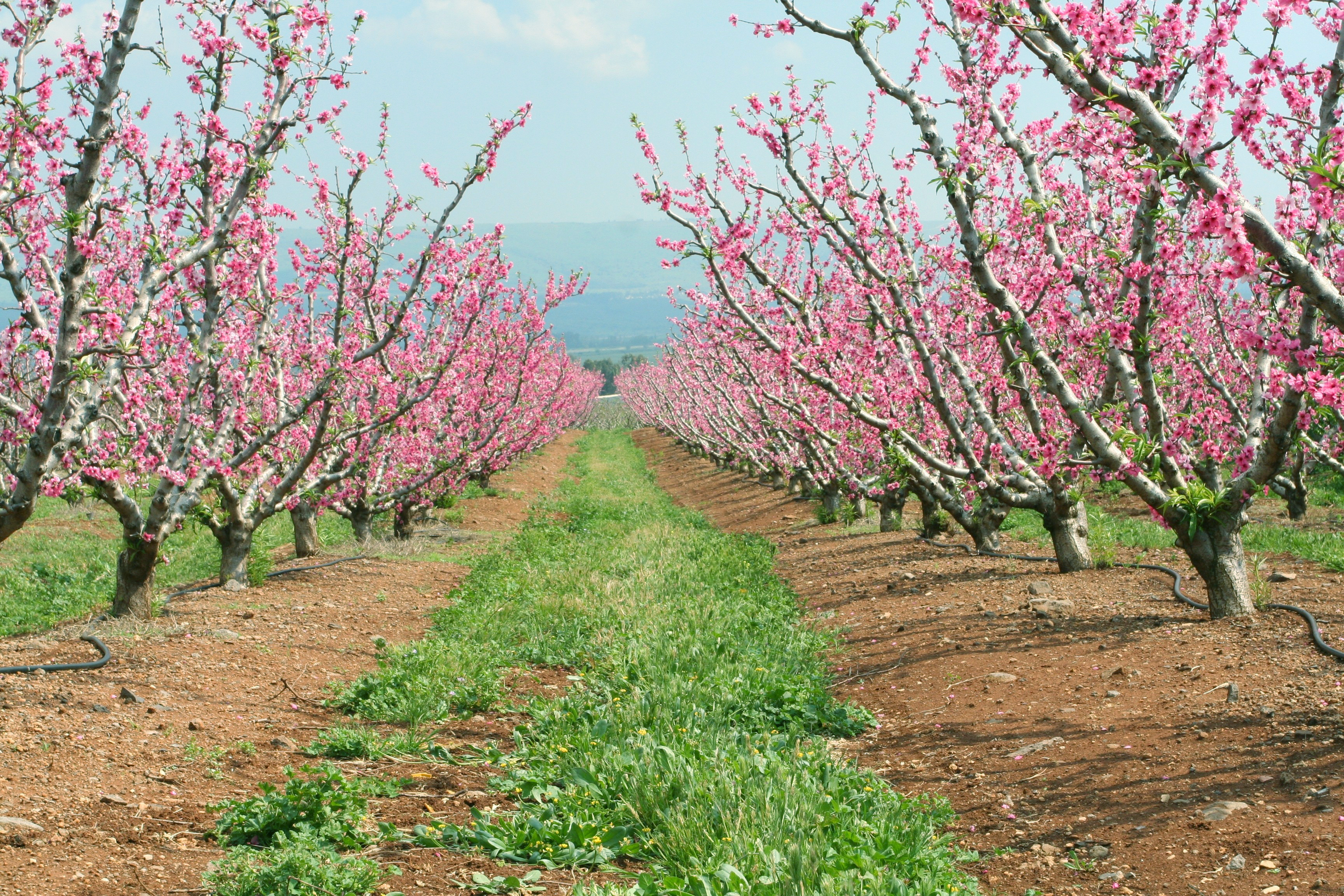 Peach Orchard, Kfar Yuval, Golan, photo by Dror ben Dovid