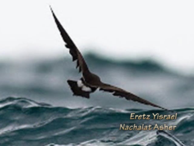 Chodesh Shevat (Slideshow of Eretz Yisrael)