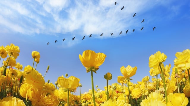 Rosh Hashanah is Not Just for People