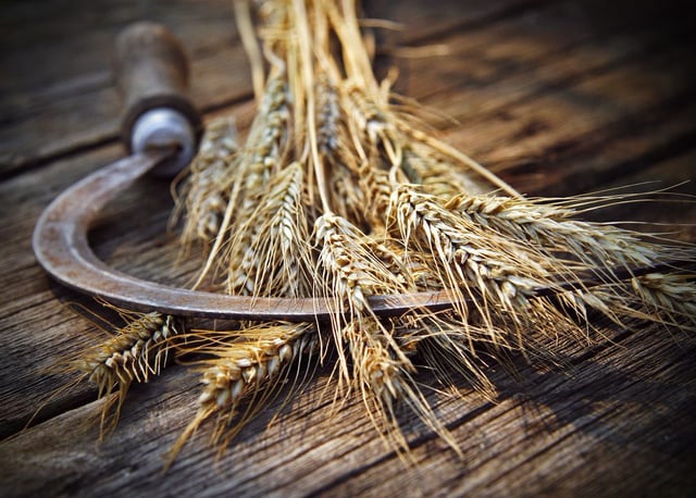 Insight for the Days of the Omer