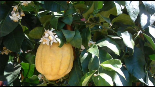 Tu BeShevat – The Esrog’s Beauty is Our Own (Slides)