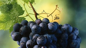 Shelach – Eretz Yisrael is Beyond Nature