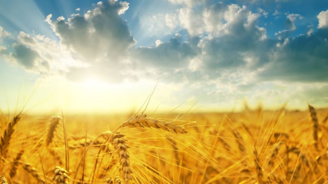 Shavuos – Naomi and Ruth (Video)