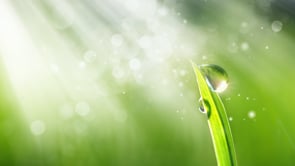 How the Tzaddik Heals a Soul – Likutey Moharan 146