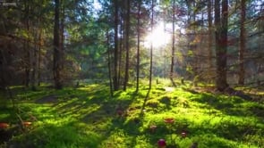 Emunah (Faith) During Corona – Part 1 – The Special Light of Pesach