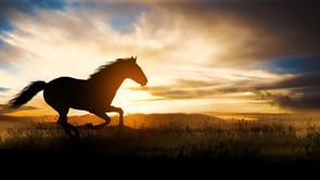 Harnessing Your Animal Soul