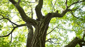 Secrets of Tu B’Av – Rabbi Zvi Aryeh Rosenfeld zal