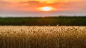 Shabbos Nachamu – Speaking to the Heart of Jerusalem
