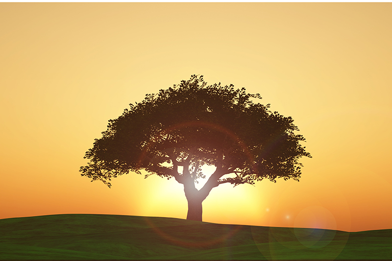 Tu B'shevat - Mystical Tree of Rebbe Nachman's Seventh Beggar