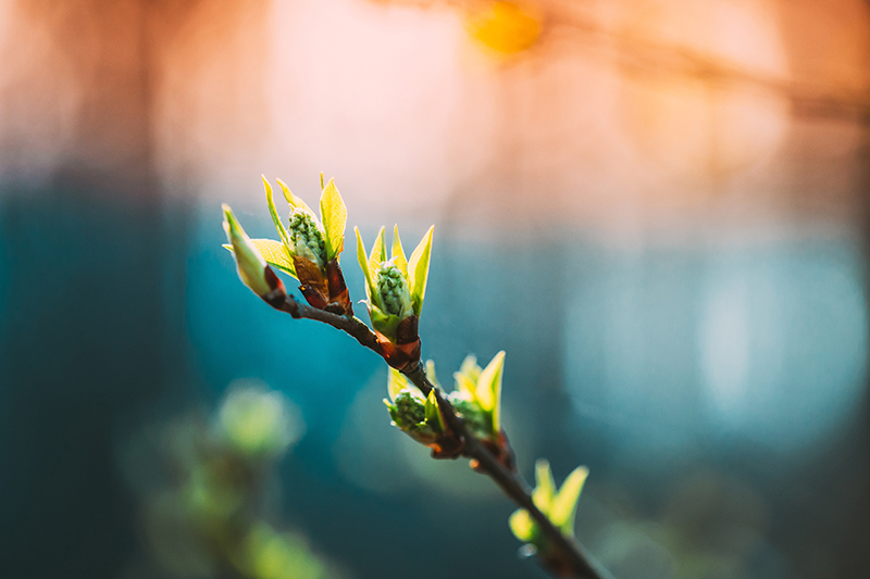 Sprouting branch bokeh- new day