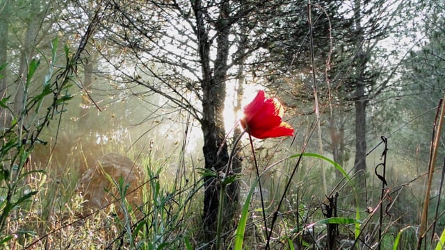 Guided Meditation – Nachalat Ephraim