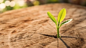 Rosh Chodesh – Secret of Renewal