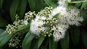 The Modesty of Esther HaMalka – Breslov Basics 26